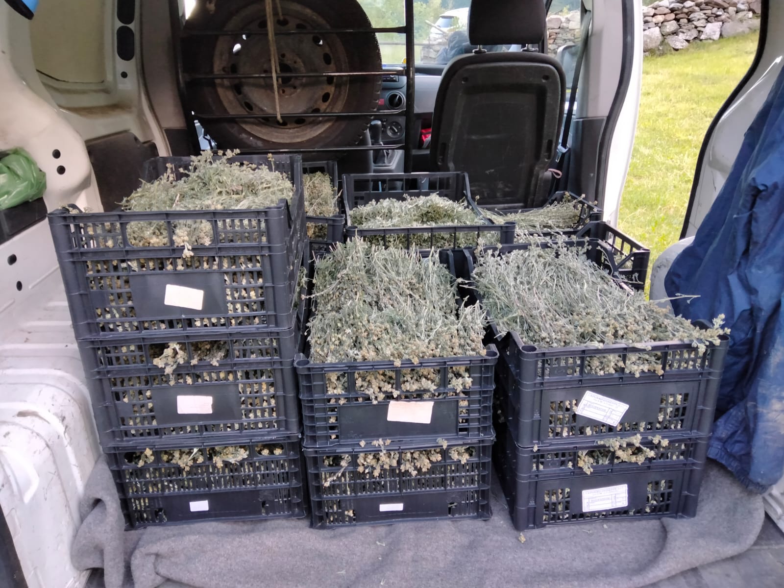 Genepì dopo la raccolta