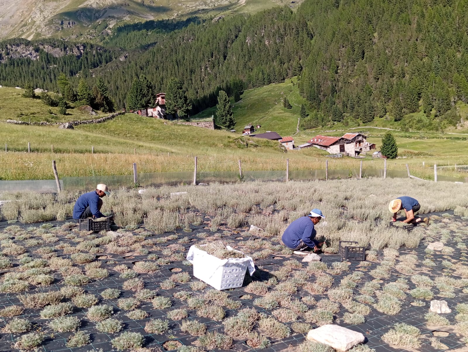 Raccolta del genepì