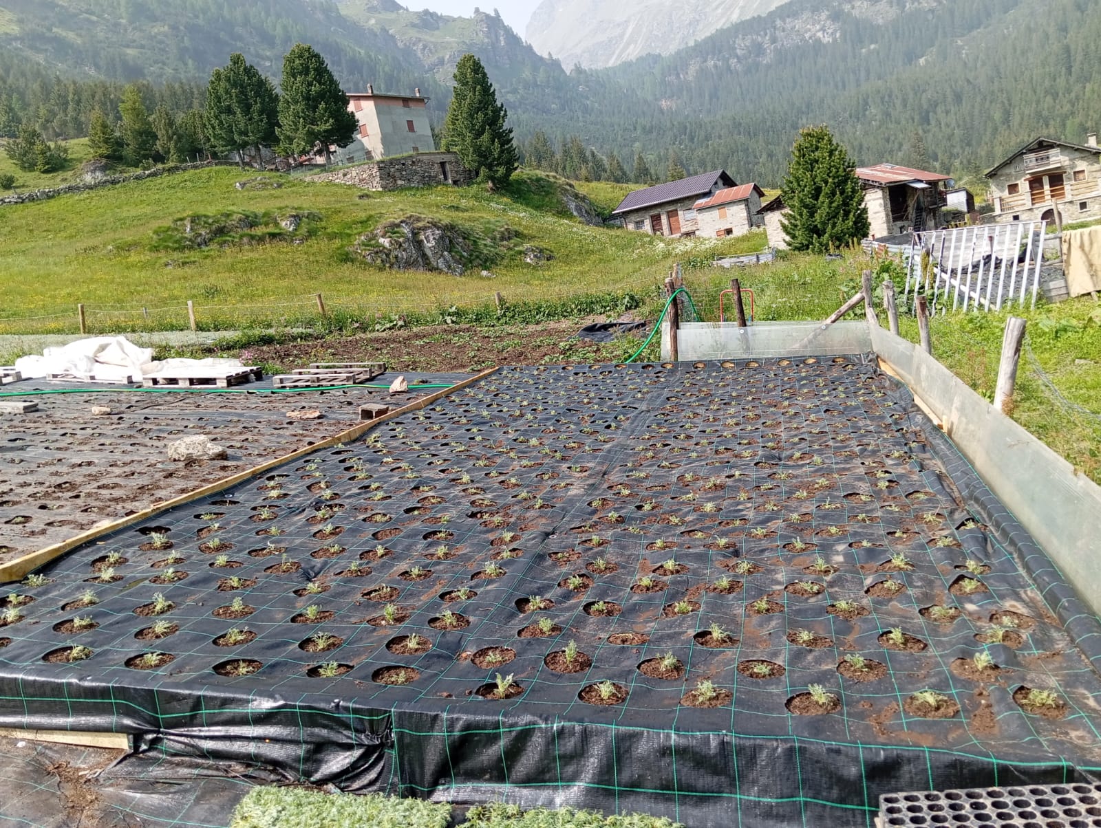 Vivaio sperimentale di Jerry